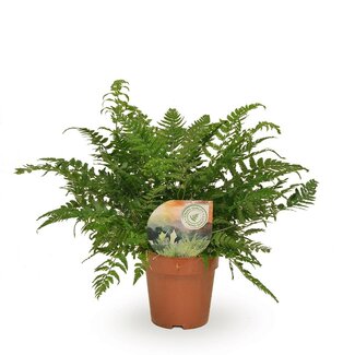 Koning Bamboe Polystichum Tsussimense / Athyrium kamerplant 30 cm