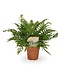 Polystichum Tsussimense / Athyrium kamerplant 30 cm potmaat 12 cm