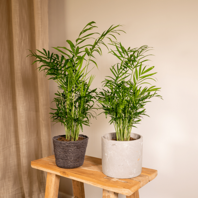 Chamaedorea Elegans (Dwergbergpalm) plantenset 2 stuks 40 cm potmaat 12 cm