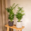 Chamaedorea Elegans (Parlor palm) plant set 2 plants 40 cm pot size 12 cm