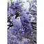 Wisteria sinensis Prolific blauw rain tuinplant 65 cm potmaat 15 cm