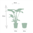 Strelitzia Nicolai Zimmerpflanze 90 cm Topfmaß 19 cm