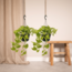 Epipremnum Golden Pothos (Scindapsus) plantenset 2 stuks 25 cm potmaat 15 cm