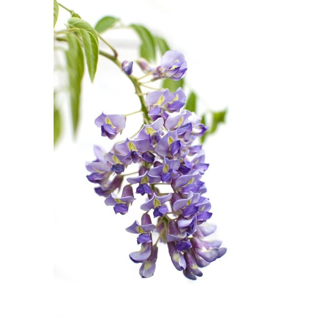 Wisteria sinensis Prolific blue rain garden plant 65 cm pot size 15 cm