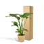 Strelitzia Nicolai houseplant 90 cm pot size 19 cm