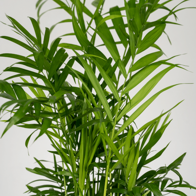 Chamaedorea Elegans (Parlor palm) plant set 2 plants 40 cm pot size 12 cm
