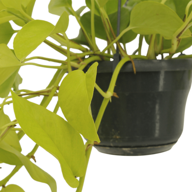 Epipremnum Golden Pothos (Scindapsus) plantenset 2 stuks 25 cm potmaat 15 cm