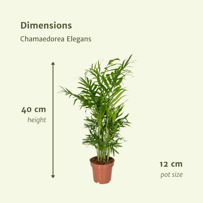 Chamaedorea Elegans (Dwergbergpalm) plantenset 2 stuks 40 cm potmaat 12 cm