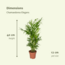 Chamaedorea Elegans (Dwergbergpalm) plantenset 2 stuks 40 cm potmaat 12 cm
