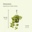 Epipremnum Golden Pothos (Scindapsus) plant set 2 plants 25 cm pot size 15 cm