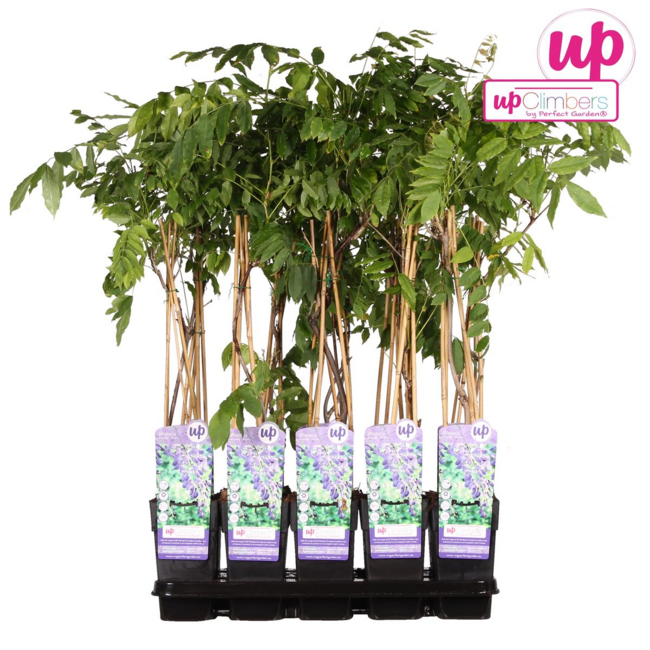 Wisteria sinensis Prolific blauw rain tuinplant 65 cm potmaat 15 cm