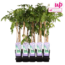 Wisteria sinensis Prolific blau rain Gartenpflanze 65 cm Topfmaß 15 cm