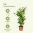 Chamaedorea Elegans (Bergpalme) Pflanzenset 2 Stück 40 cm Topfmaß 12 cm
