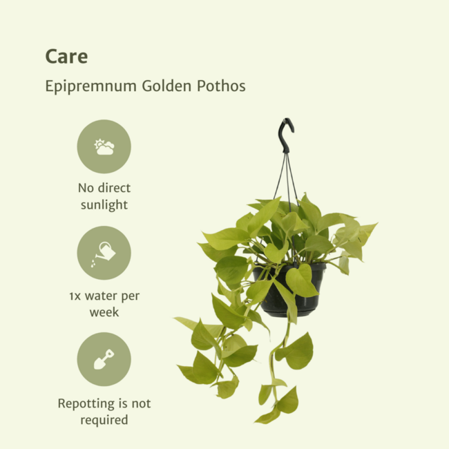Epipremnum Golden Pothos (Scindapsus) Pflanzenset 2 Stück 25 cm Topfmaß 15 cm