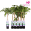 Wisteria sinensis Prolific blue rain garden plant 65 cm pot size 15 cm
