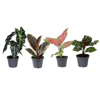 Koning Bamboe Mini Kamerplantenmix Verrassingsbox 12 cm