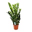 Zamioculcas Zamiifolia kamerplant 95 cm potmaat 21 cm
