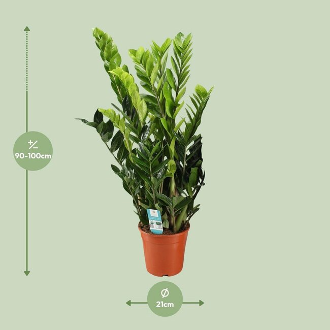 Zamioculcas Zamiifolia houseplant 95 cm pot size 21 cm