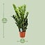 Zamioculcas Zamiifolia kamerplant 95 cm potmaat 21 cm