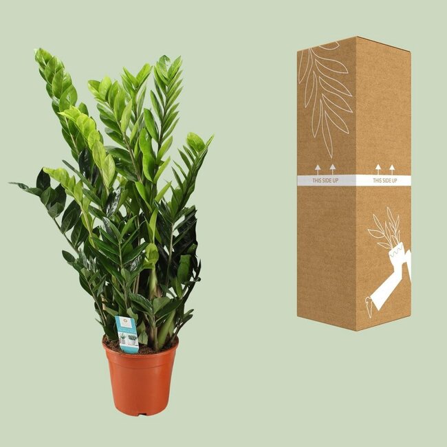Zamioculcas Zamiifolia kamerplant 95 cm potmaat 21 cm