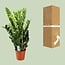 Zamioculcas Zamiifolia houseplant 95 cm pot size 21 cm