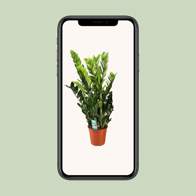 Zamioculcas Zamiifolia houseplant 95 cm pot size 21 cm