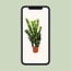 Zamioculcas Zamiifolia houseplant 95 cm pot size 21 cm