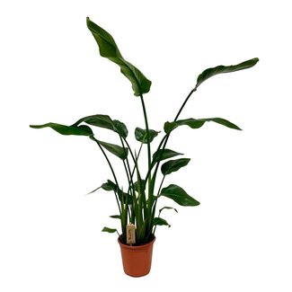 Koning Bamboe Strelitzia Nicolai kamerplant 120 cm