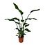Strelitzia Nicolai kamerplant 120 cm potmaat 21 cm