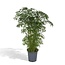Polyscias Fruticosa (Aralia) Zimmerpflanze 75 cm Topfmaß 21 cm