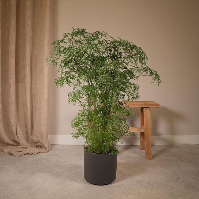 Polyscias Fruticosa (Aralia) Zimmerpflanze 75 cm Topfmaß 21 cm