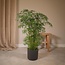 Polyscias Fruticosa (Aralia) Zimmerpflanze 75 cm Topfmaß 21 cm