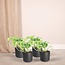 Epipremnum Aureum (Scindapsus) plantenset 4 stuks 20 cm potmaat 12 cm