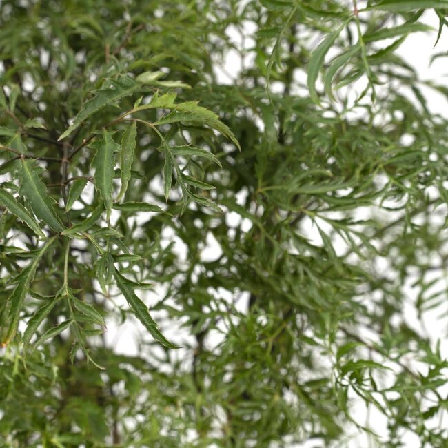 Polyscias Fruticosa (Aralia) Zimmerpflanze 75 cm Topfmaß 21 cm