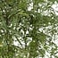 Polyscias Fruticosa (Aralia) Zimmerpflanze 75 cm Topfmaß 21 cm