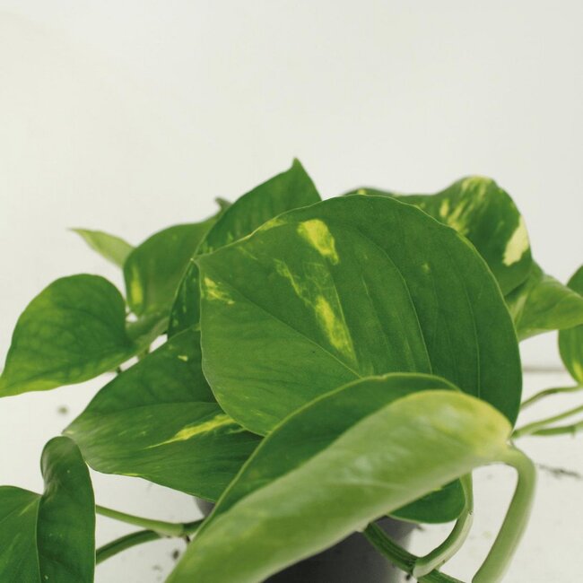 Epipremnum Aureum (Scindapsus) plant set 4 plants 20 cm pot size 12 cm