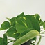 Epipremnum Aureum (Scindapsus) plant set 4 plants 20 cm pot size 12 cm