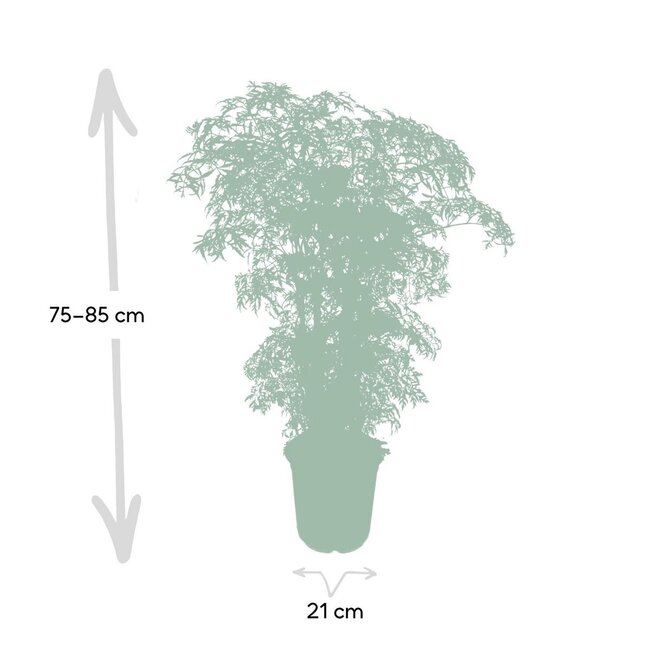 Polyscias Fruticosa (Aralia) Zimmerpflanze 75 cm Topfmaß 21 cm