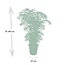 Polyscias Fruticosa (Aralia) Zimmerpflanze 75 cm Topfmaß 21 cm