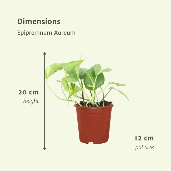 Epipremnum Aureum (Scindapsus) plant set 4 plants 20 cm pot size 12 cm
