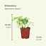 Epipremnum Aureum (Scindapsus) Pflanzenset 4 Stück 20 cm Topfmaß 12 cm