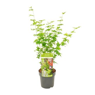 Koning Bamboe Acer palmatum Going Green garden plant 50 cm
