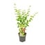 Acer palmatum Going Green garden plant 50 cm pot size 19 cm