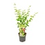 Acer palmatum Going Green tuinplant 50 cm potmaat 19 cm