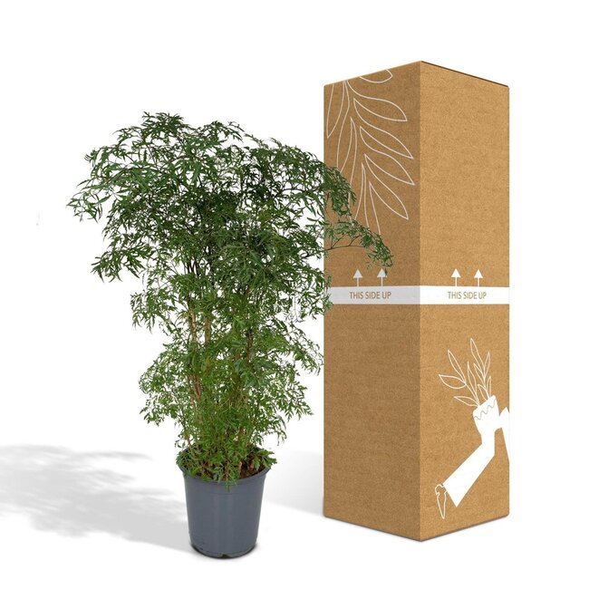 Polyscias Fruticosa (Aralia) Zimmerpflanze 75 cm Topfmaß 21 cm