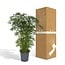 Polyscias Fruticosa (Aralia) Zimmerpflanze 75 cm Topfmaß 21 cm