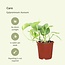 Epipremnum Aureum (Scindapsus) Pflanzenset 4 Stück 20 cm Topfmaß 12 cm