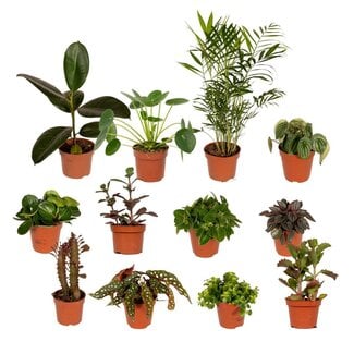 Koning Bamboe Buitenbeentjesbox plantenset 12 stuks 30 cm