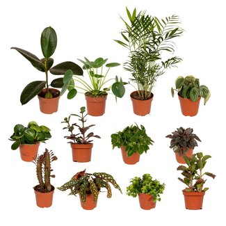 Koning Bamboe Outsider box plant set 12 plants 30 cm