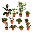 Buitenbeentjesbox plantenset 12 stuks 30 cm potmaat 12 cm